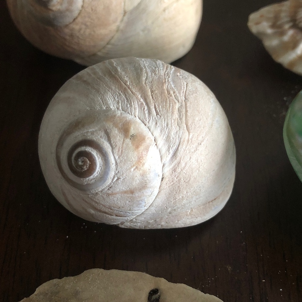 👶🏻 Assorted Seashell Collection - Picture 11 of 15
